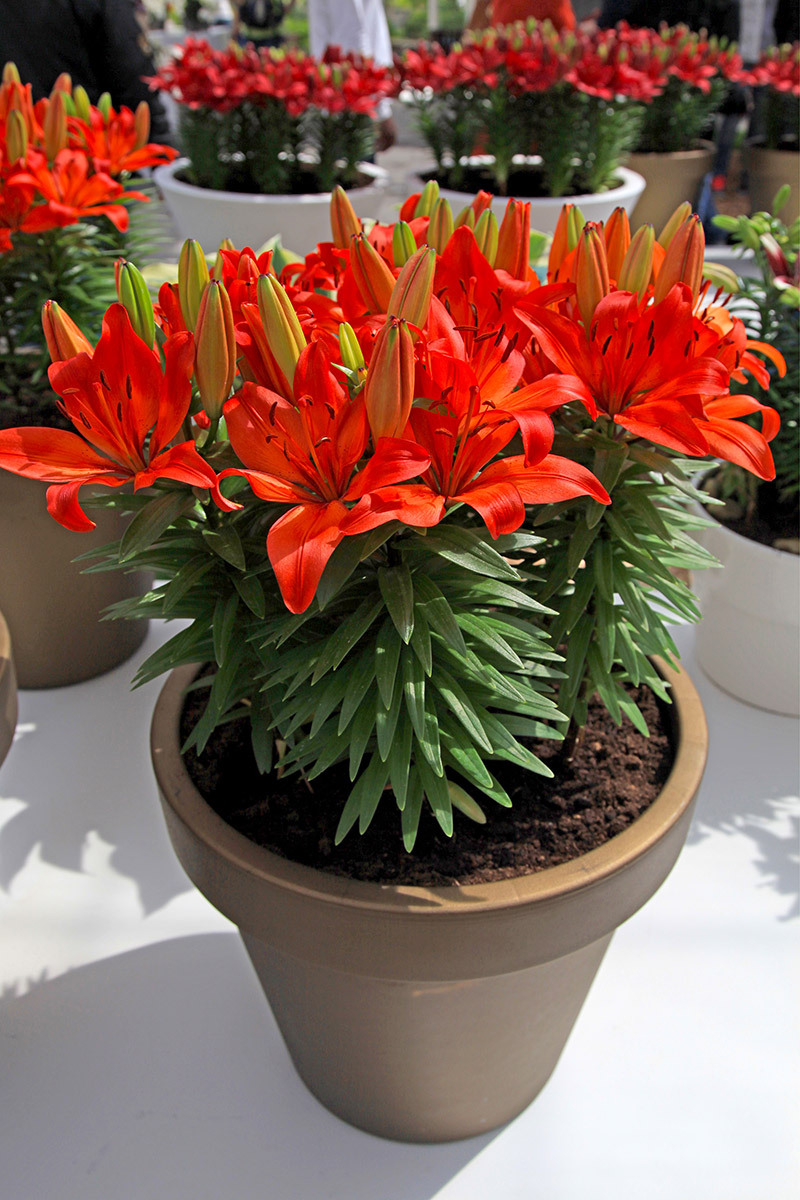 flowers  / hydrangea flowers flowers  / lacecap flowers