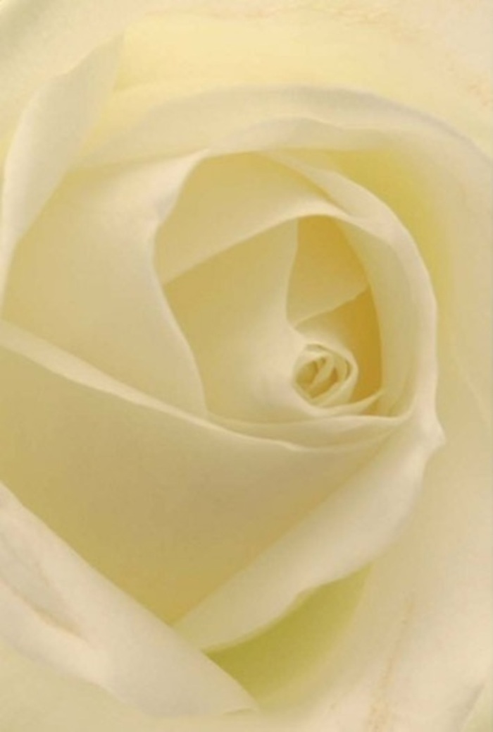 To gaze closely at this classic white rose, crafted by a skilled Denmark Hill florist, is to witness the serene interplay of elegance and subtlety at the heart of local floral tradition. Layer upon layer of soft, creamy petals spiral gently inward, each illuminated with a gentle glow reminiscent of early sunlight streaming through the leafy avenues of Denmark Hill. The interplay of white and cream shades blends seamlessly, suggesting tranquility and sophisticated artistry. This radiant bloom, with its near-perfect core and gradiated shadows, is an ideal choice for occasions demanding sincerity-a thoughtful apology, a romantic gesture, or a wedding centerpiece inspired by the area's understated beauty. The rose's flawless arrangement captures resilience and purity, just as the community's character endures, and the faint yet fresh aroma lingers-a nod to both natural elegance and the care Denmark Hill Flowers brings to each bouquet. There is a quiet assurance in every petal, making this rose a versatile symbol of love and respect for any heartfelt moment shared in Denmark Hill.